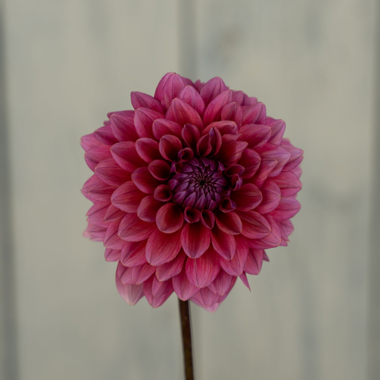Mystique Dahlia Tuber