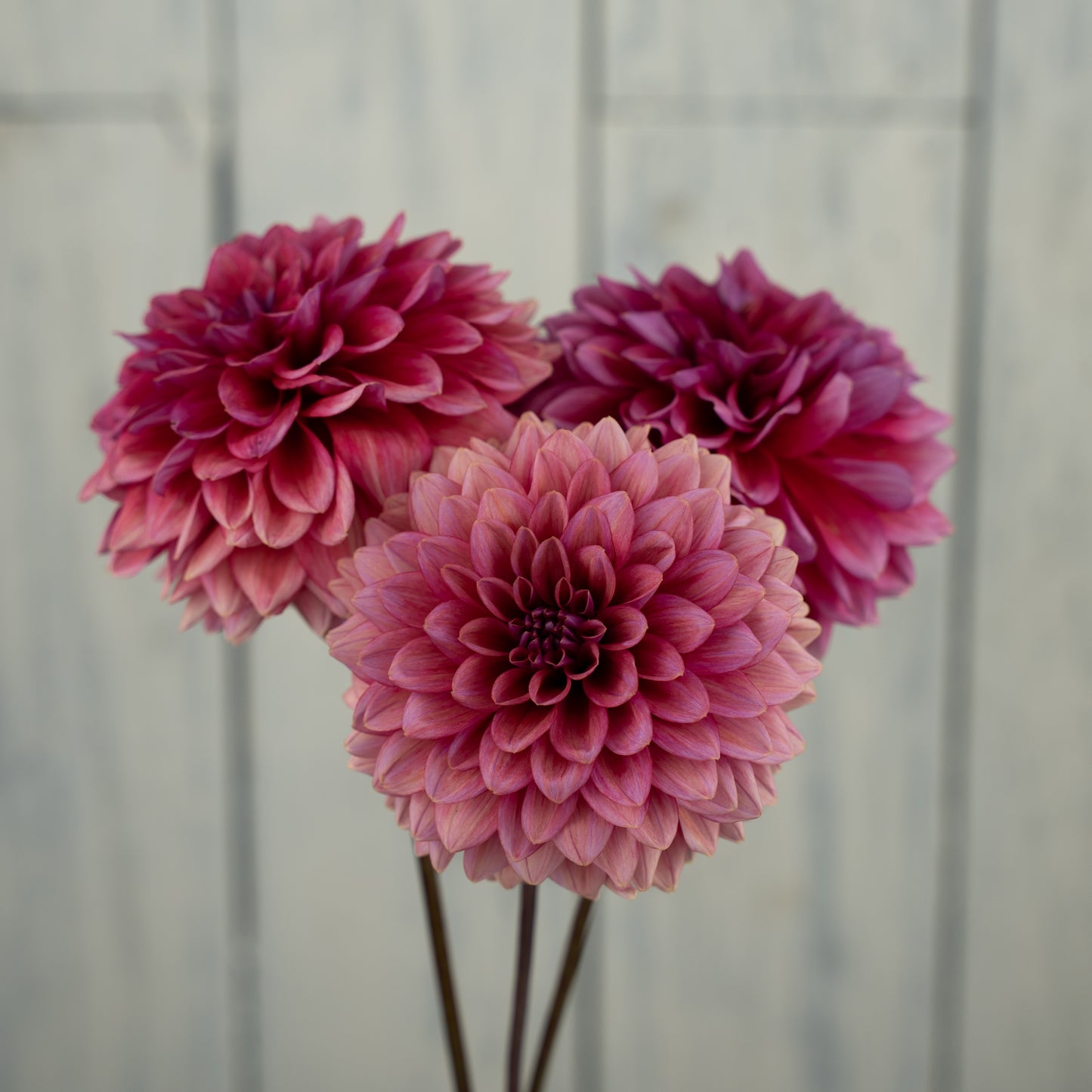 Mystique Dahlia Tuber