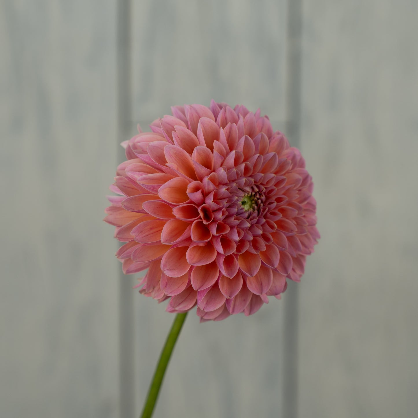 Nathalie G- Potted Dahlia Plant
