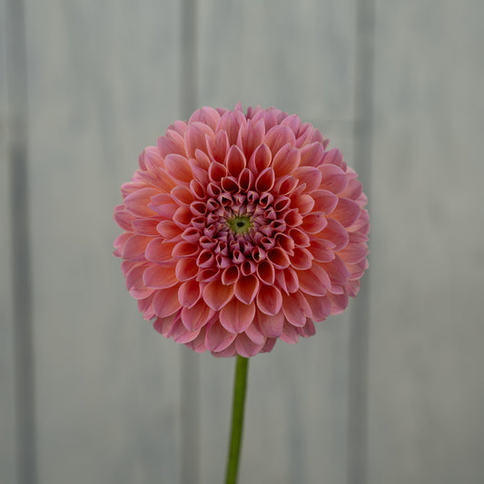 Nathalie G Dahlia Tuber