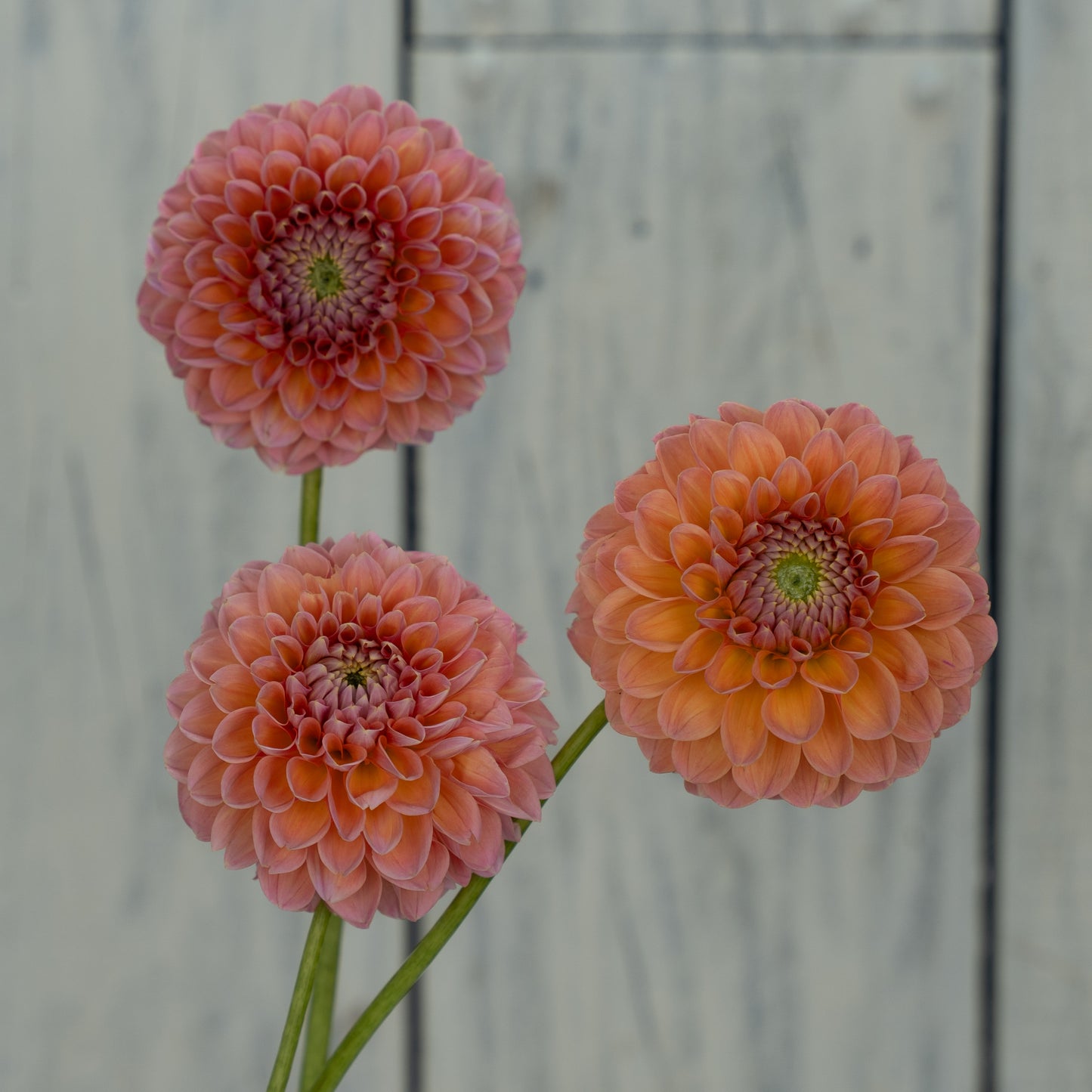 Nathalie G- Potted Dahlia Plant