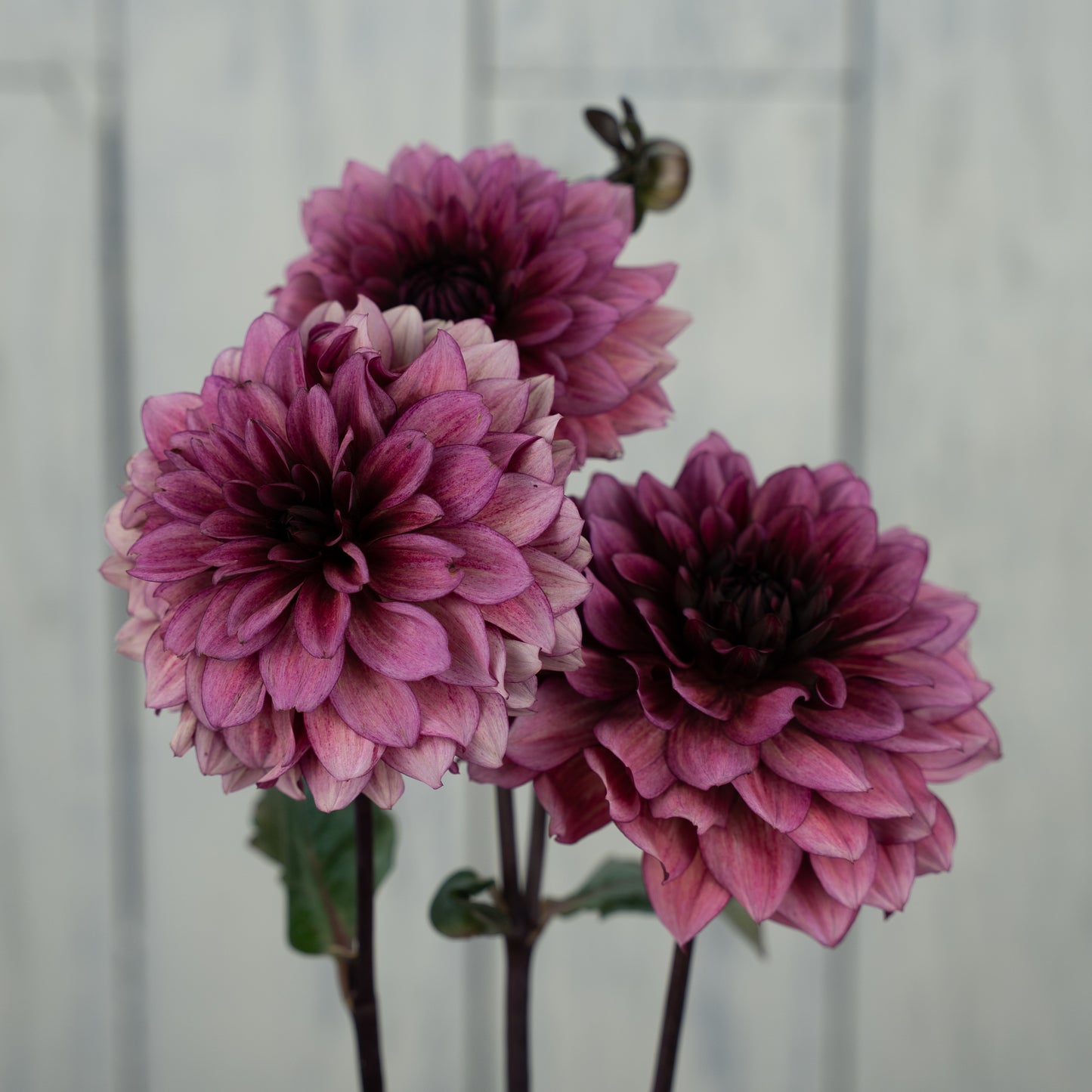 Night Silence Dahlia Tuber - LIMIT 1