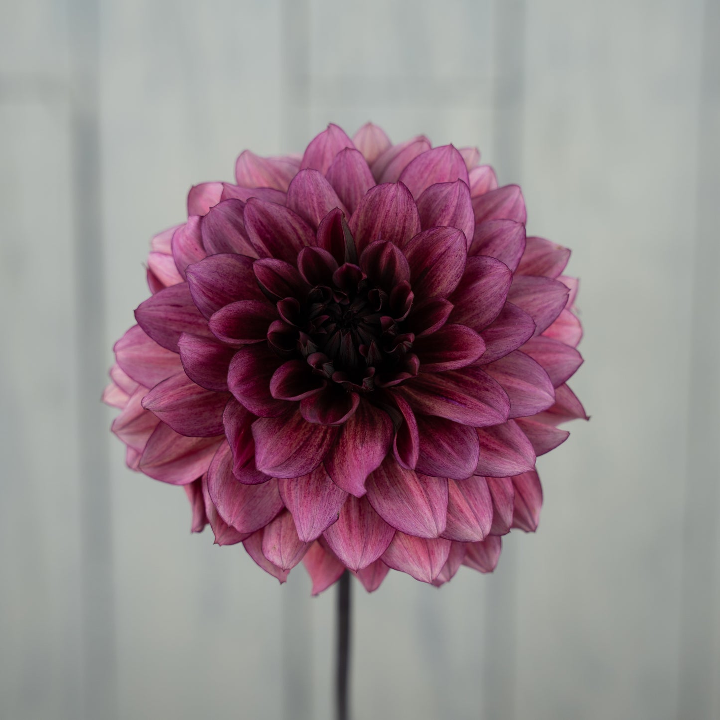 Night Silence Dahlia Tuber - LIMIT 1