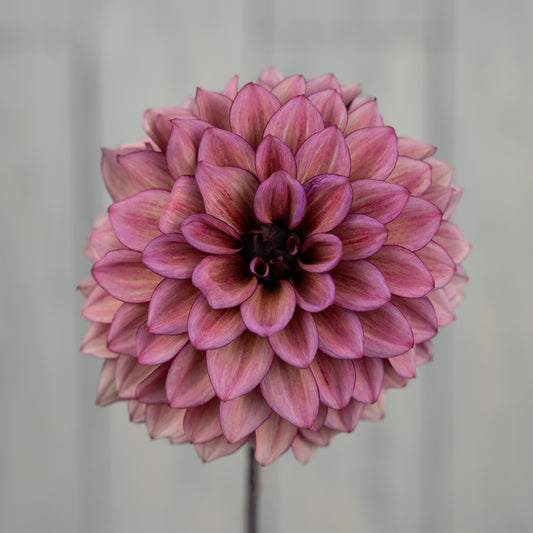 night silence dahlia tuber