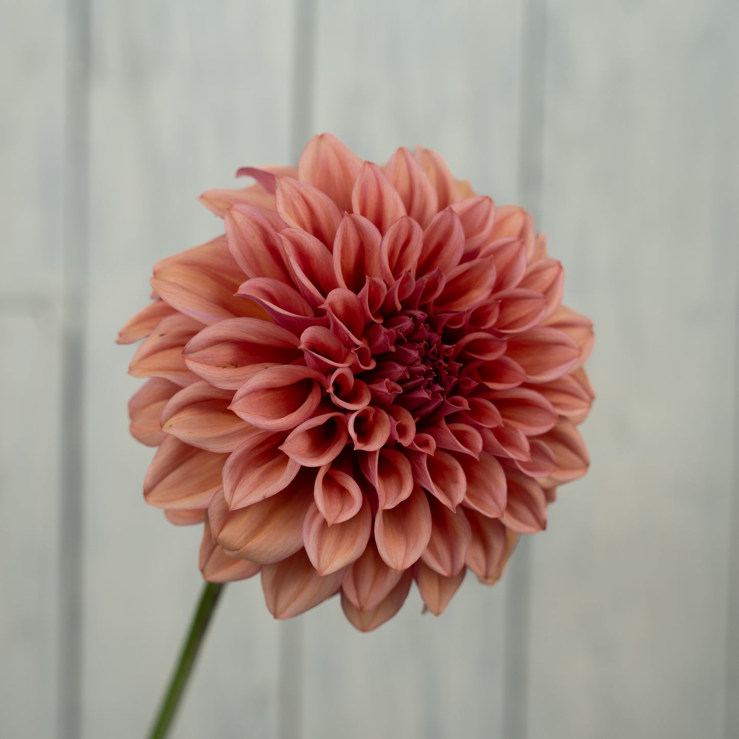 Orange Globe Dahlia Tuber