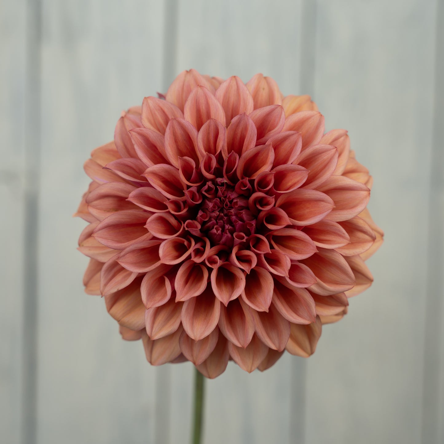 Orange Globe Dahlia Tuber