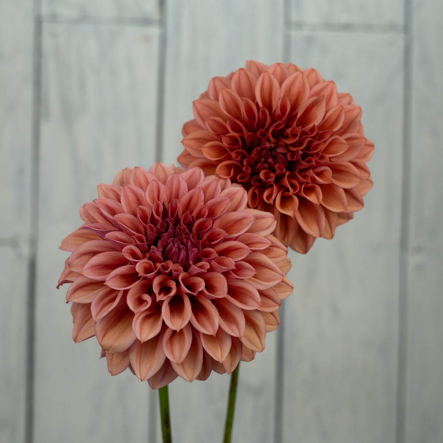 Orange Globe Dahlia Tuber