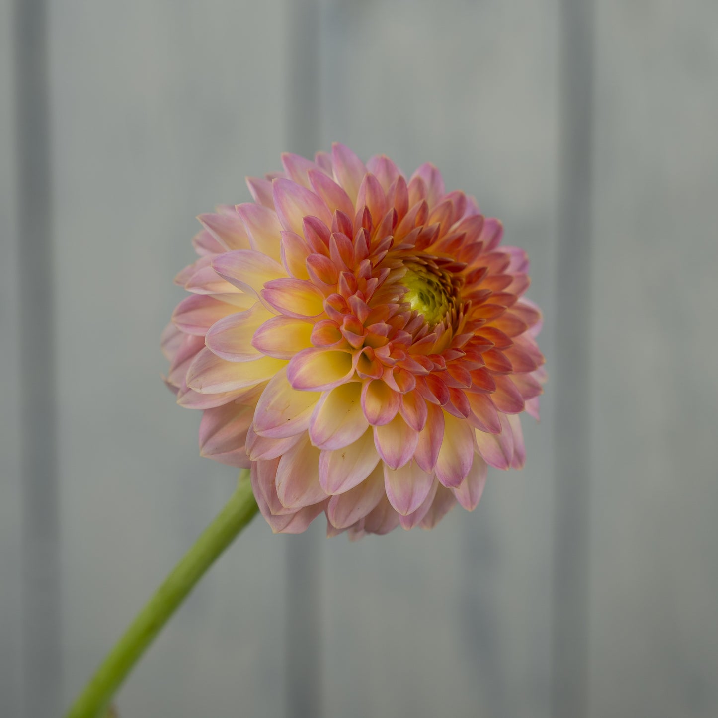 Oreti Adele Dahlia Tuber