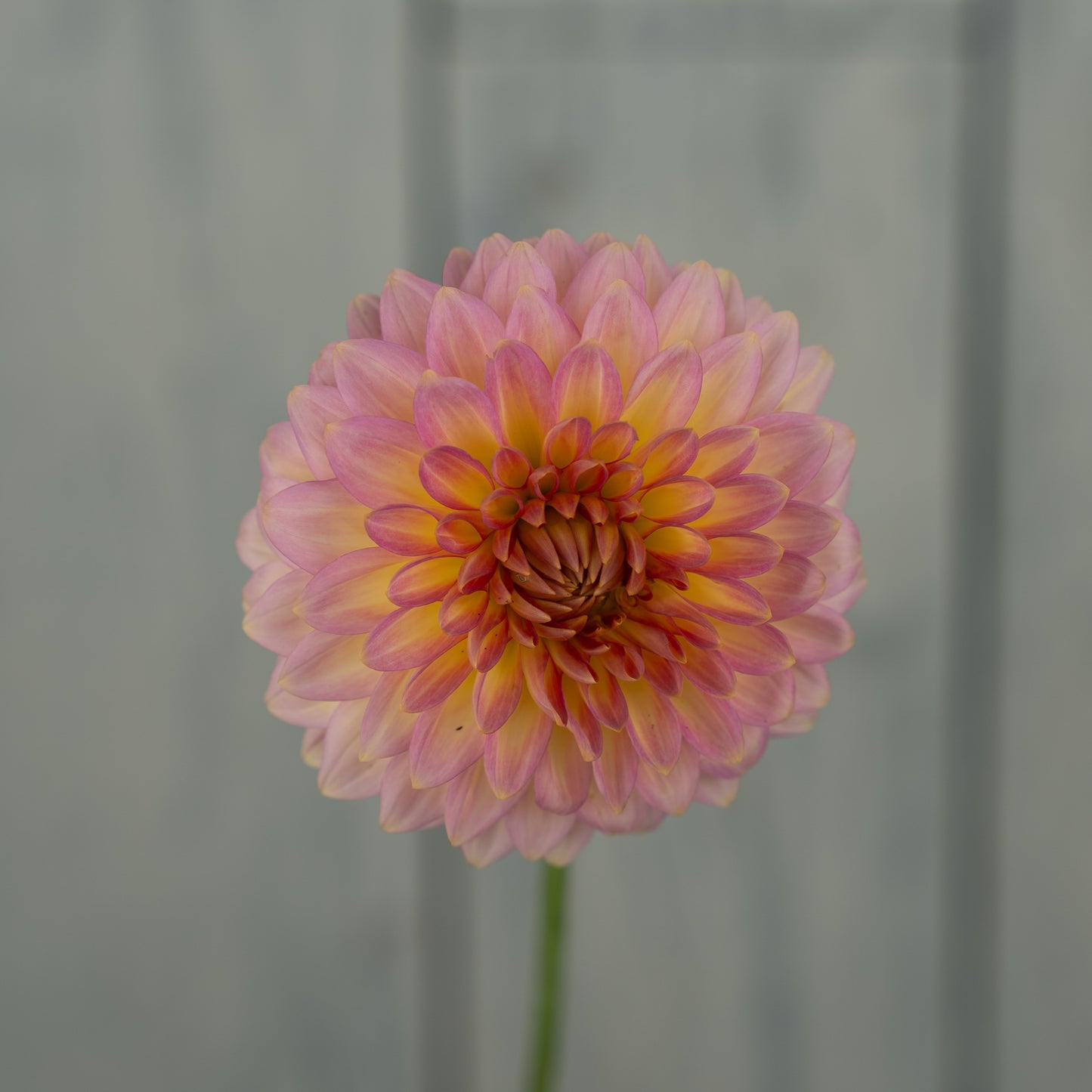 Oreti Adele Dahlia Tuber