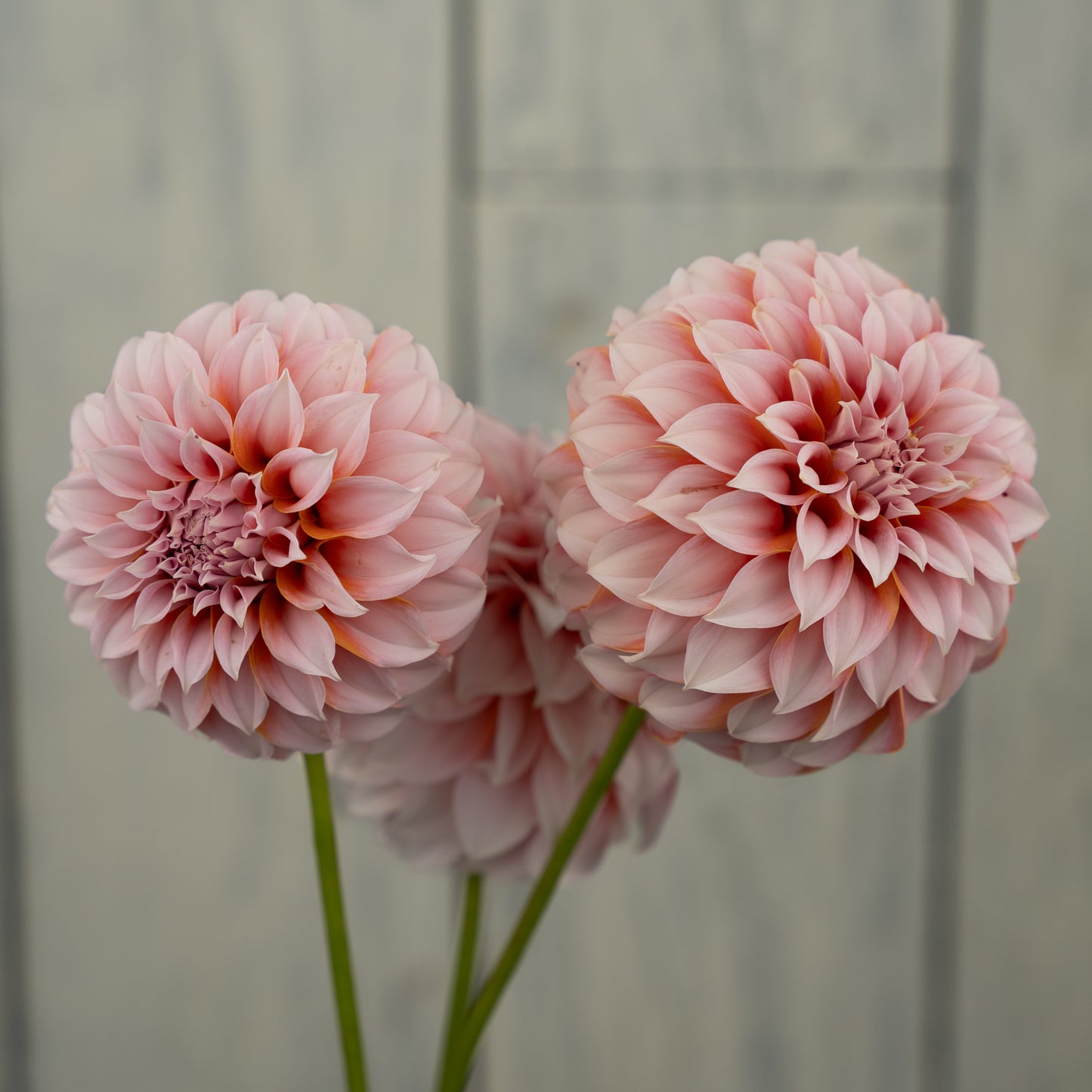 Peaches N Cream- Potted Dahlia Plant