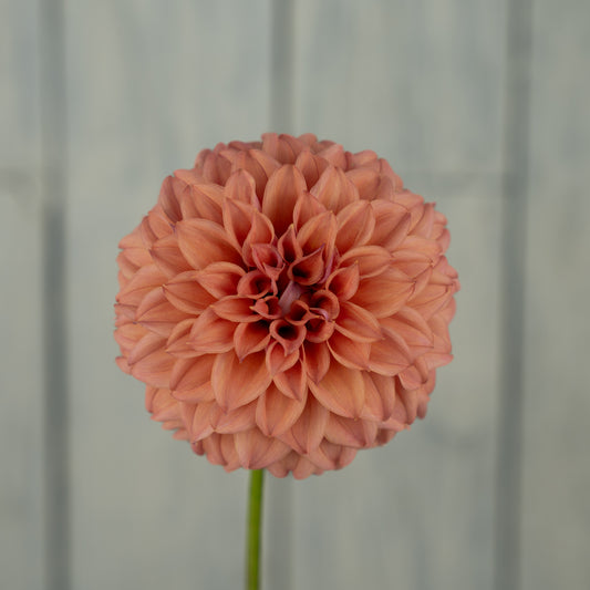 Peaches N Cream Solid Dahlia Tuber
