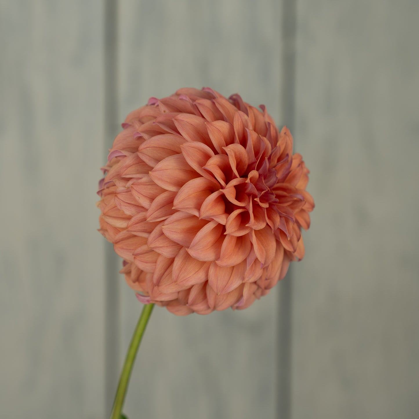 Peaches N Cream Solid Dahlia Tuber
