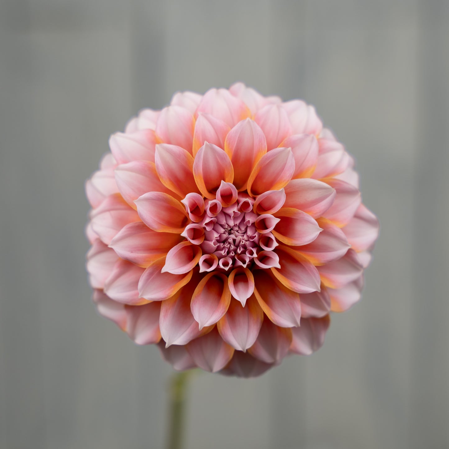 Peaches N Cream Dahlia Tuber- Coming 2026