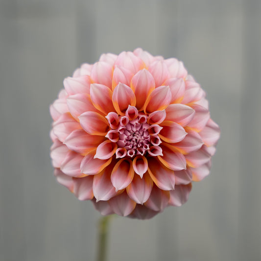 Peaches N Cream Dahlia Tuber- Coming 2026