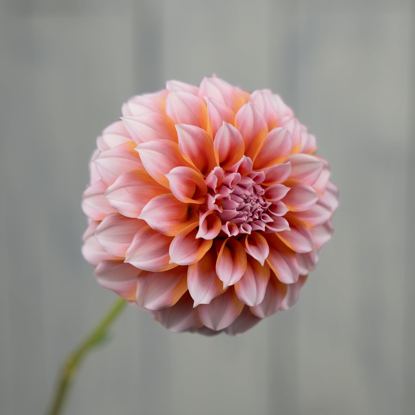 Peaches N Cream Dahlia Tuber- Coming 2026