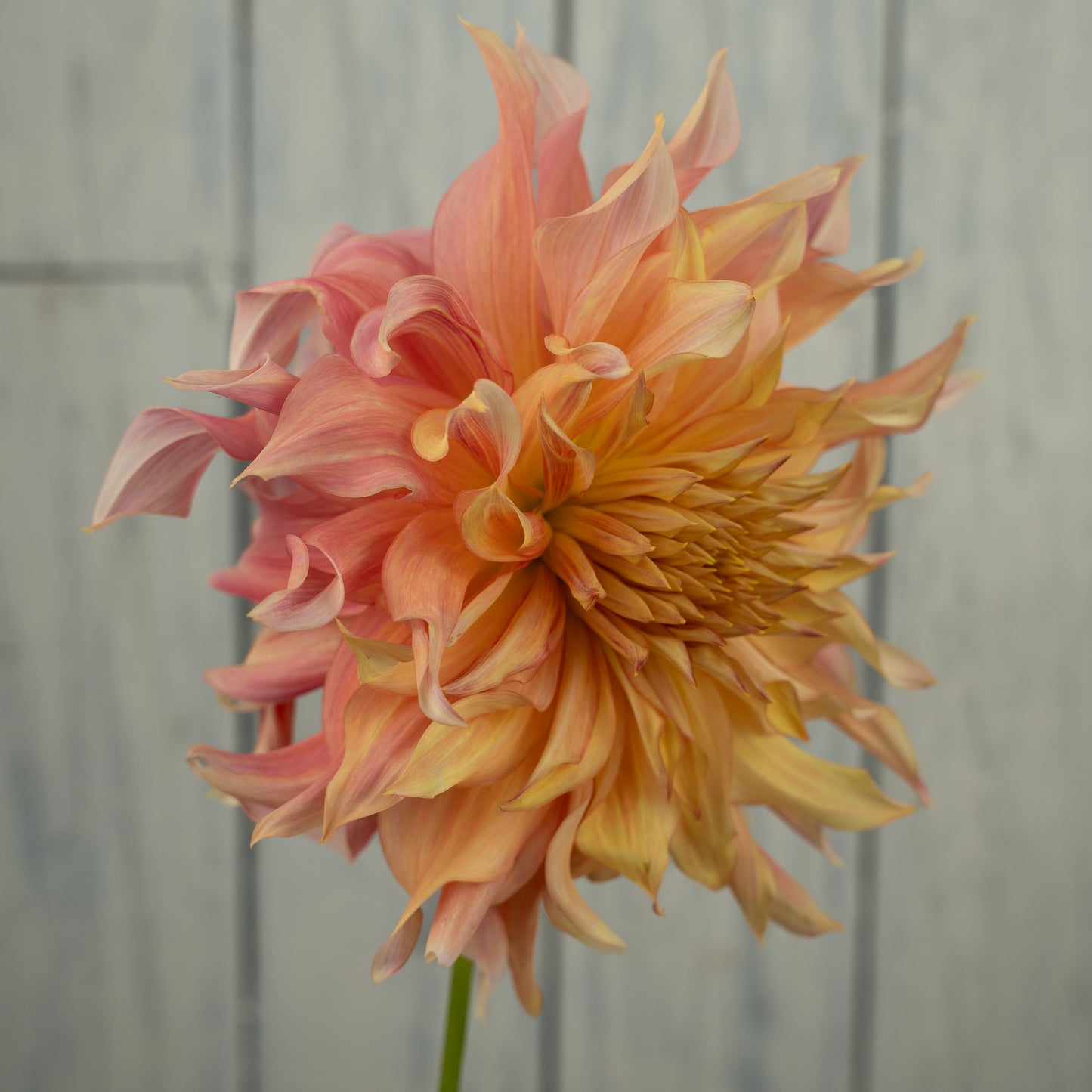 Penhill Watermelon Dahlia Tuber