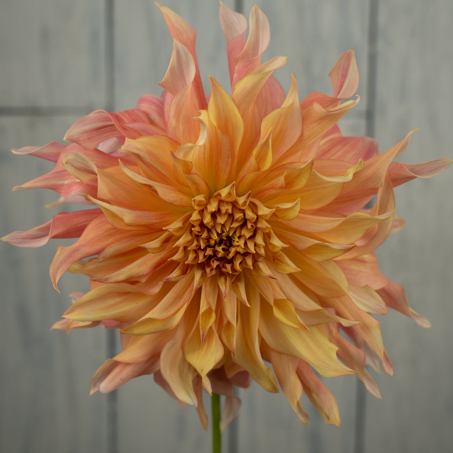 Penhill Watermelon Dahlia Tuber