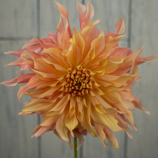 Penhill Watermelon Dahlia Tuber