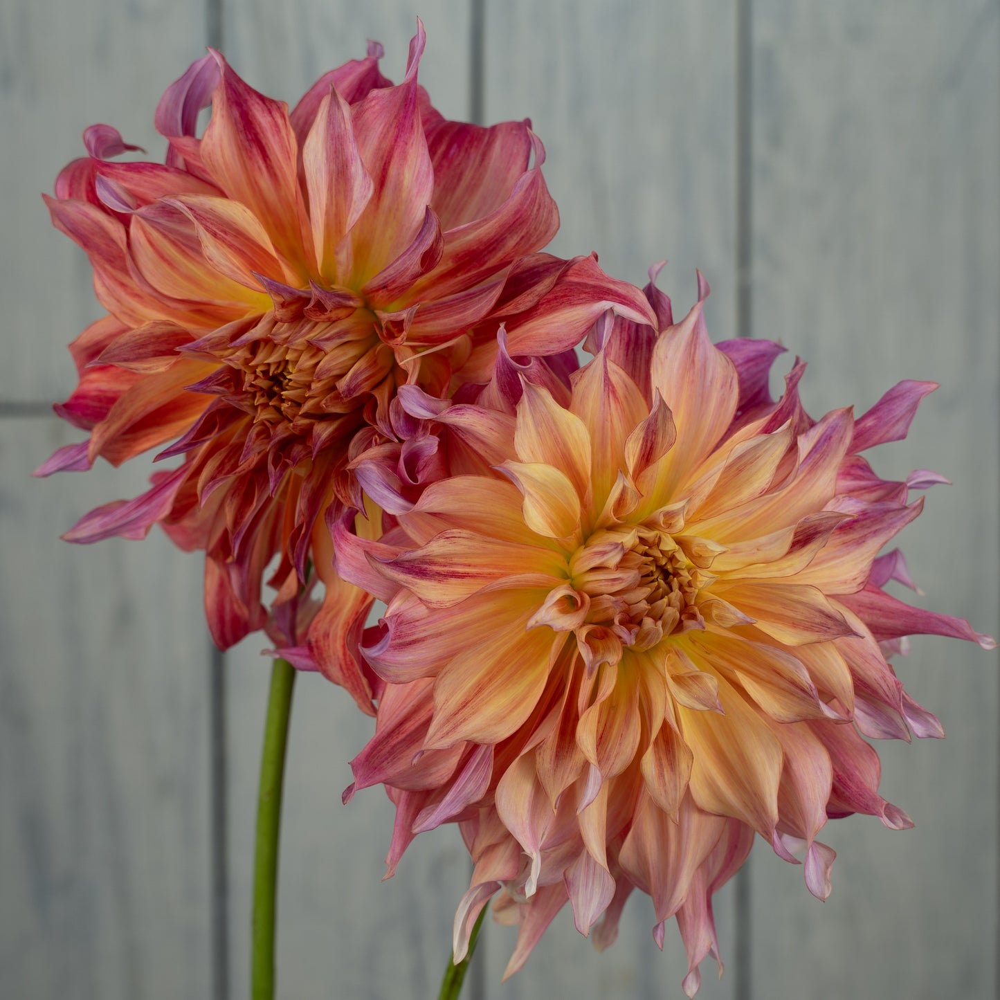 Penhill Watermelon Dahlia Tuber