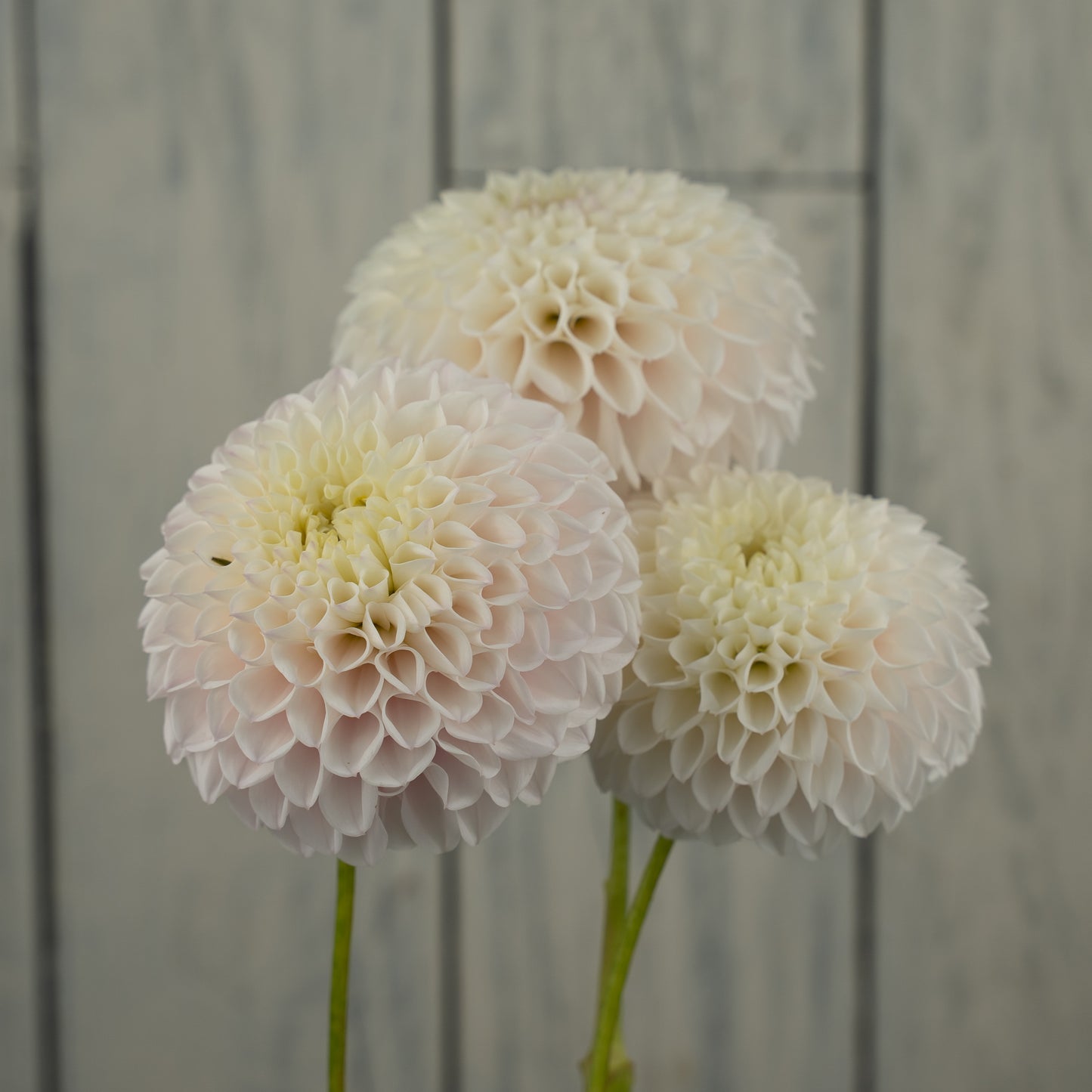 Pink Pearl Dahlia Tuber