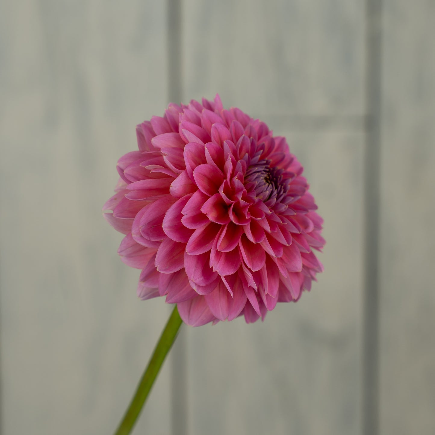 Pink Runner Dahlia Tuber