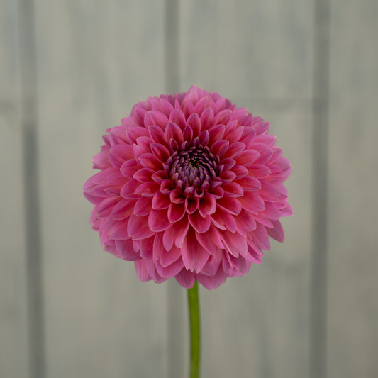Pink Runner Dahlia Tuber