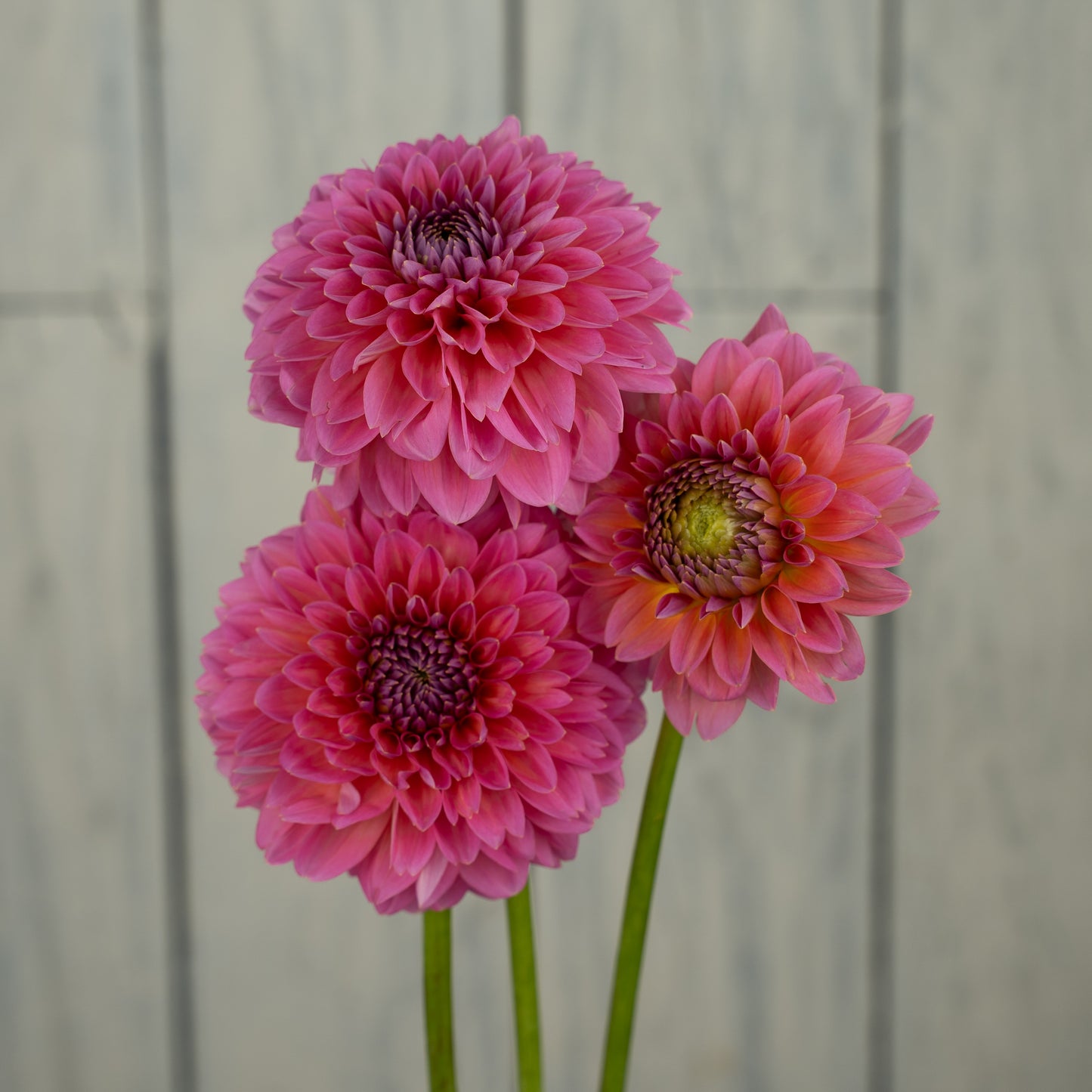 Pink Runner Dahlia Tuber