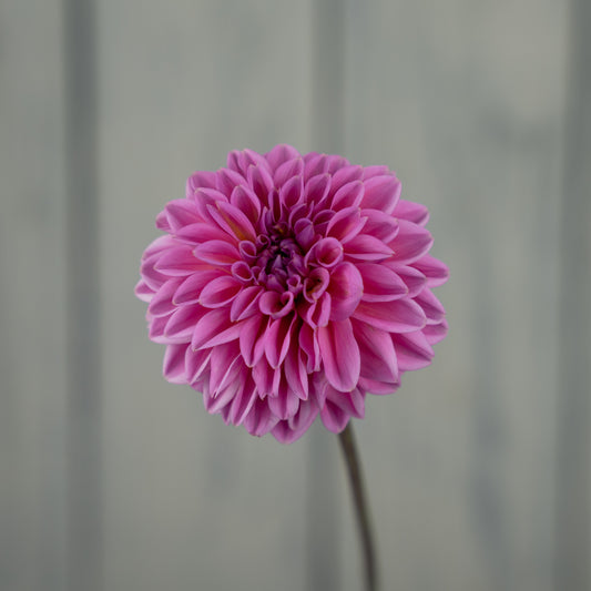 Pink Sylvia Dahlia - Coming 2027