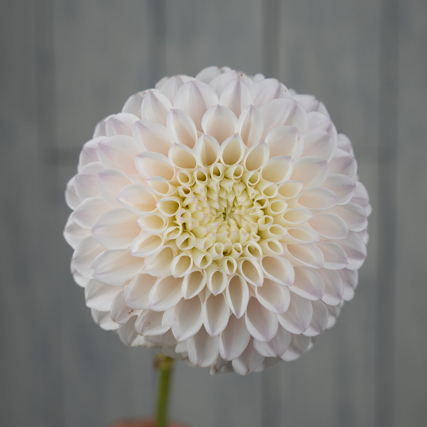 Pink Pearl Dahlia Tuber