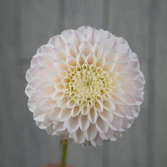 Pink Pearl Dahlia Tuber