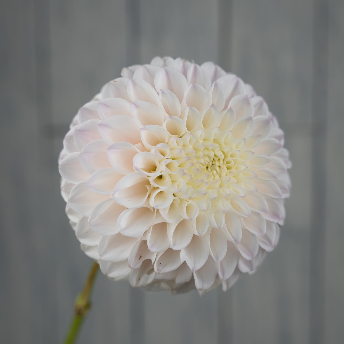 Pink Pearl Dahlia Tuber