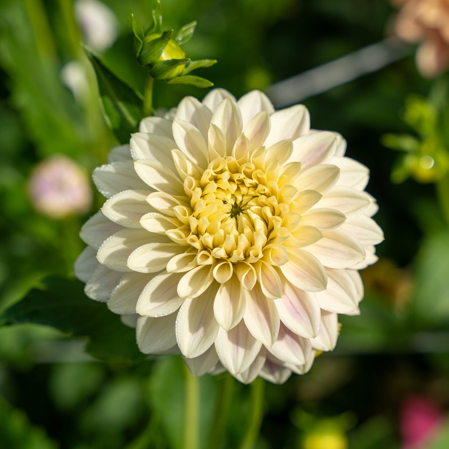 Quiet Splendor Dahlia Tuber