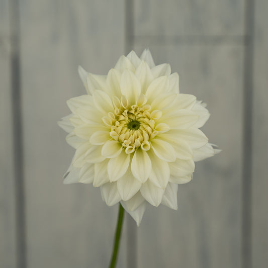 Quiet Splendor Dahlia Tuber