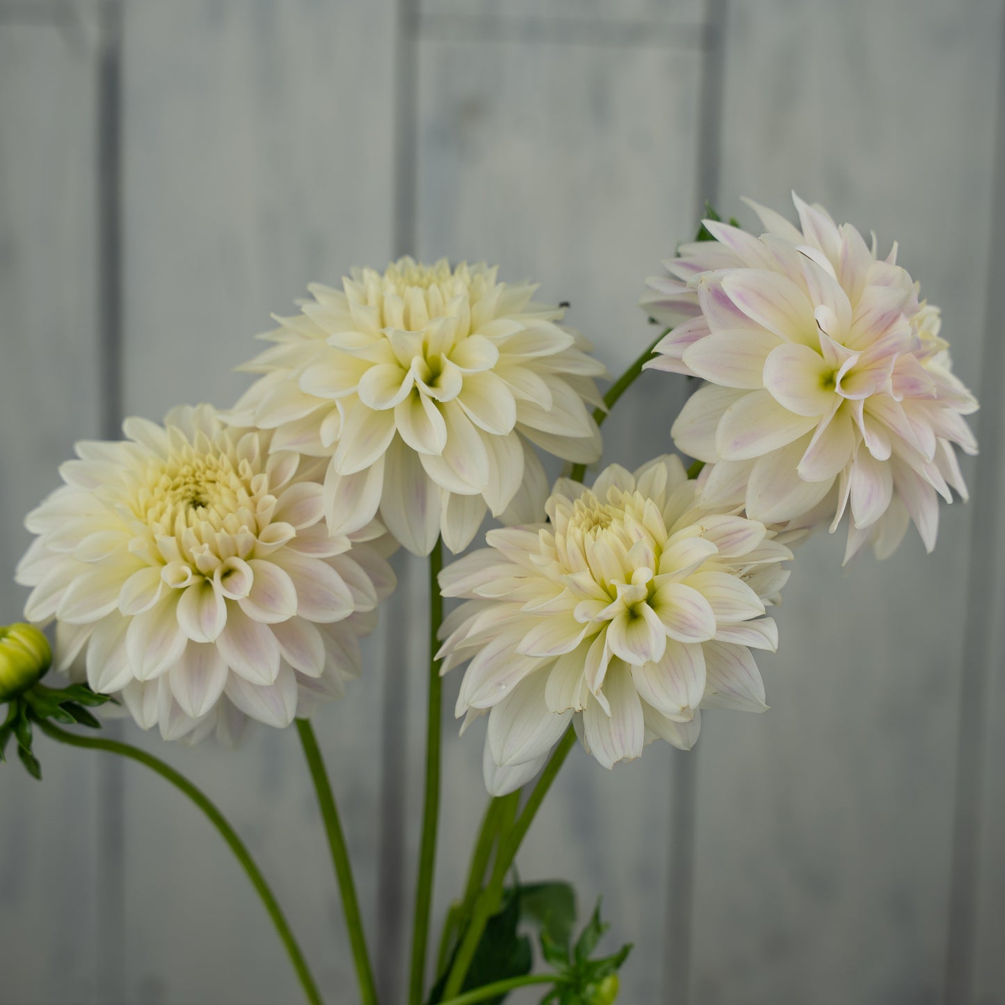 Quiet Splendor Dahlia Tuber