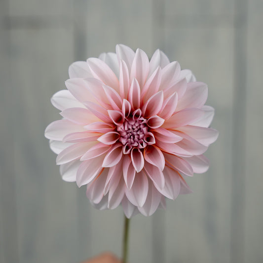 RM Baby Girl Dahlia Tuber - LIMIT 1