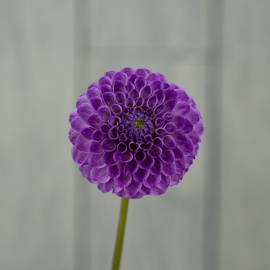 Robin Royal Dahlia Tuber