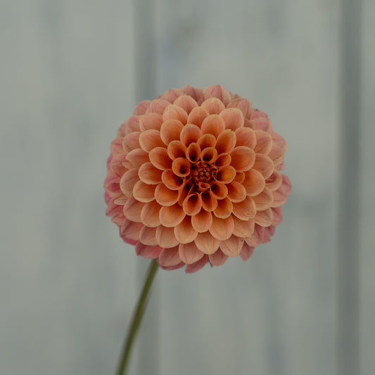 Rose Toscano Dahlia Tuber