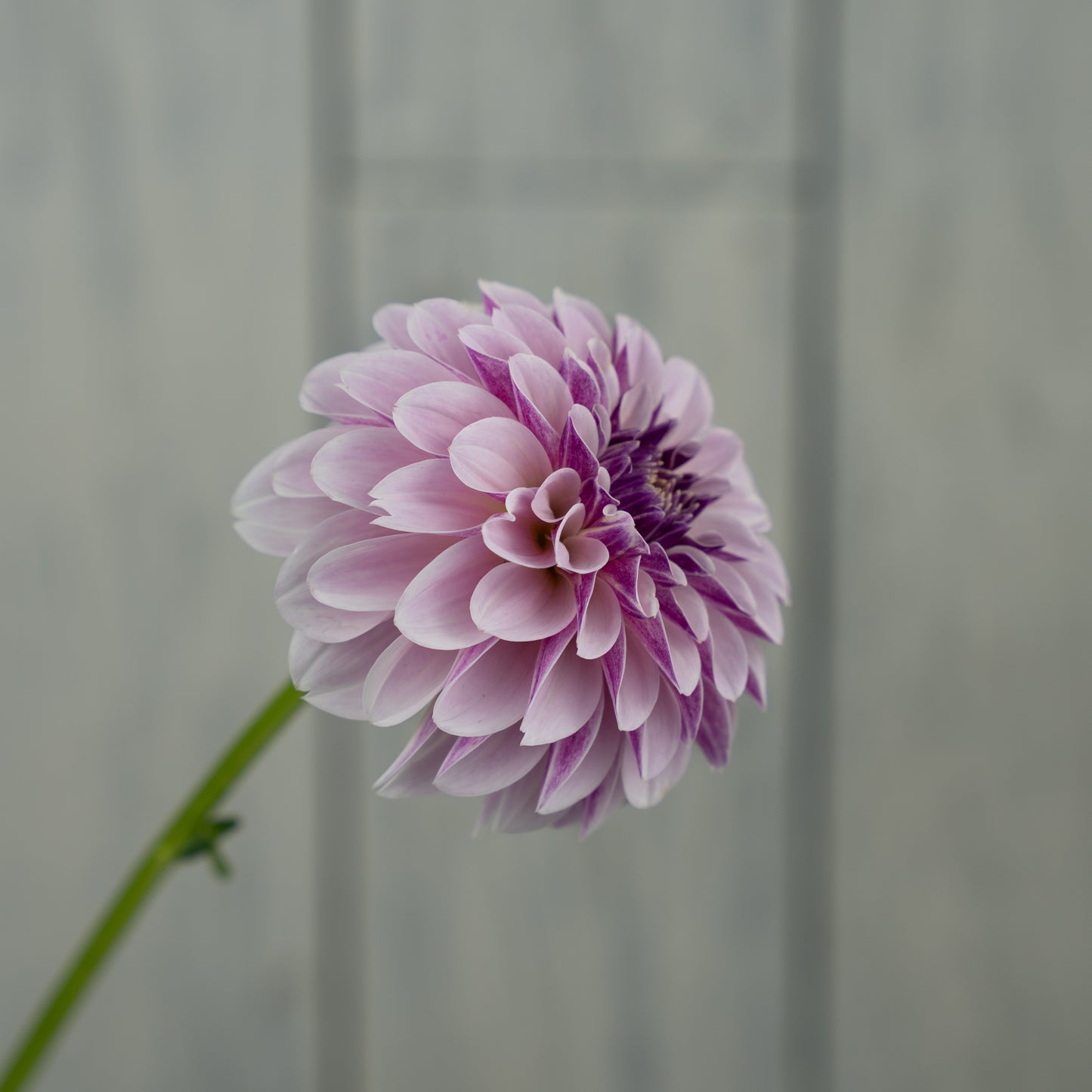 Salish Twilight Girl Dahlia Tuber- LIMIT 1