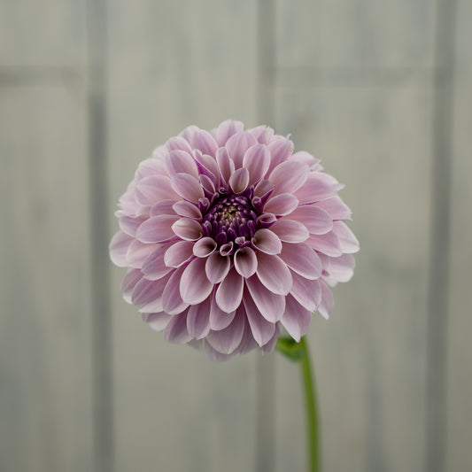 Salish Twilight Girl Dahlia Tuber- LIMIT 1