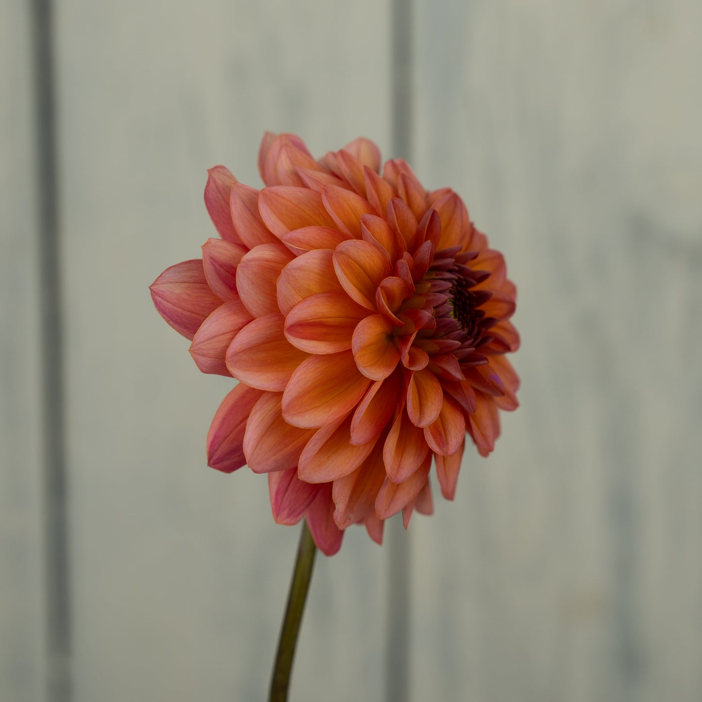Salmon Runner Dahlia Tuber- Coming 2027