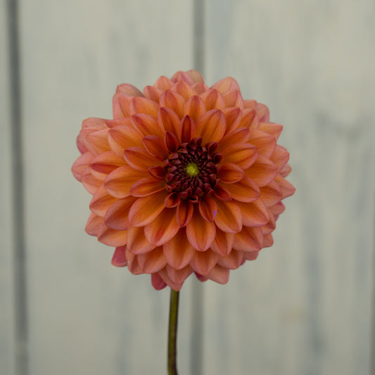 Salmon Runner Dahlia Tuber- Coming 2027