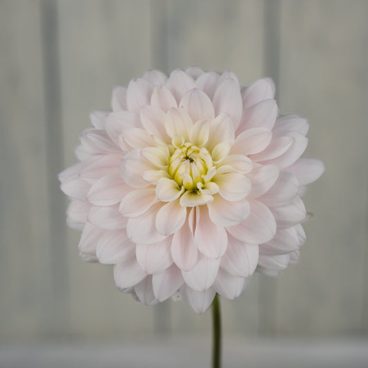 silver years dahlia tuber