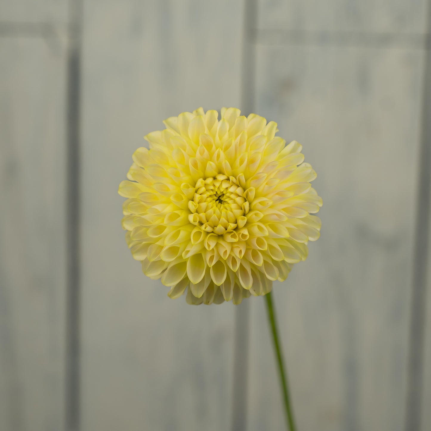 Skipley Moonglow Dahlia Tuber- LIMIT 1