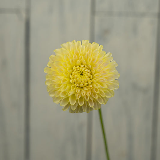 Skipley Moonglow Dahlia Tuber- LIMIT 1