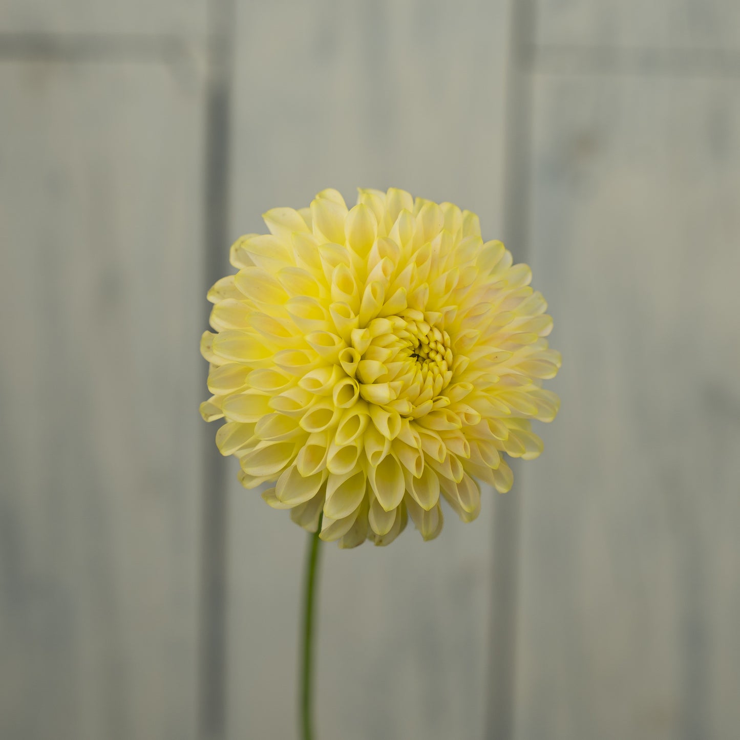 Skipley Moonglow Dahlia Tuber- LIMIT 1