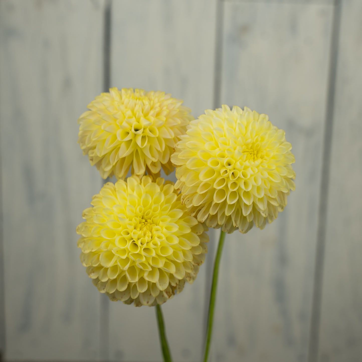 Skipley Moonglow Dahlia Tuber- LIMIT 1