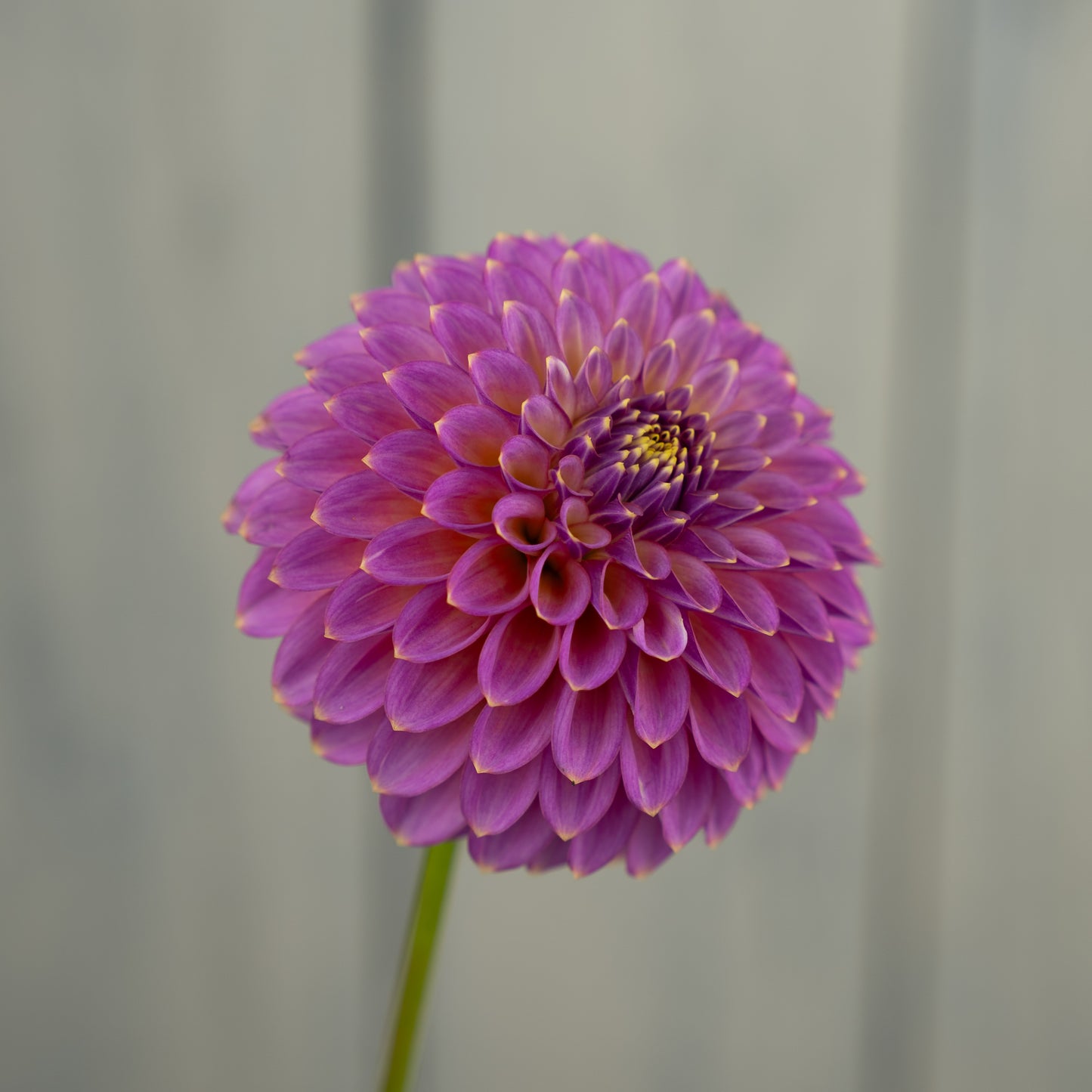 Skipley Spot of Gold Dahlia Tuber