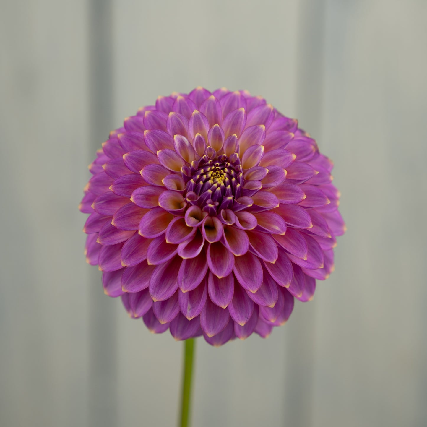 Skipley Spot of Gold Dahlia Tuber