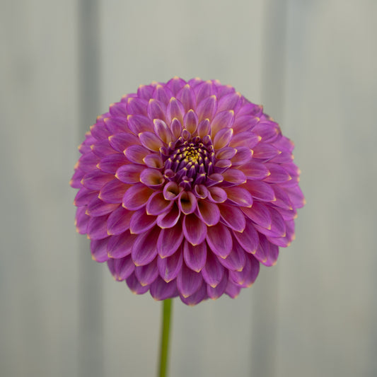 Skipley Spot of Gold Dahlia Tuber