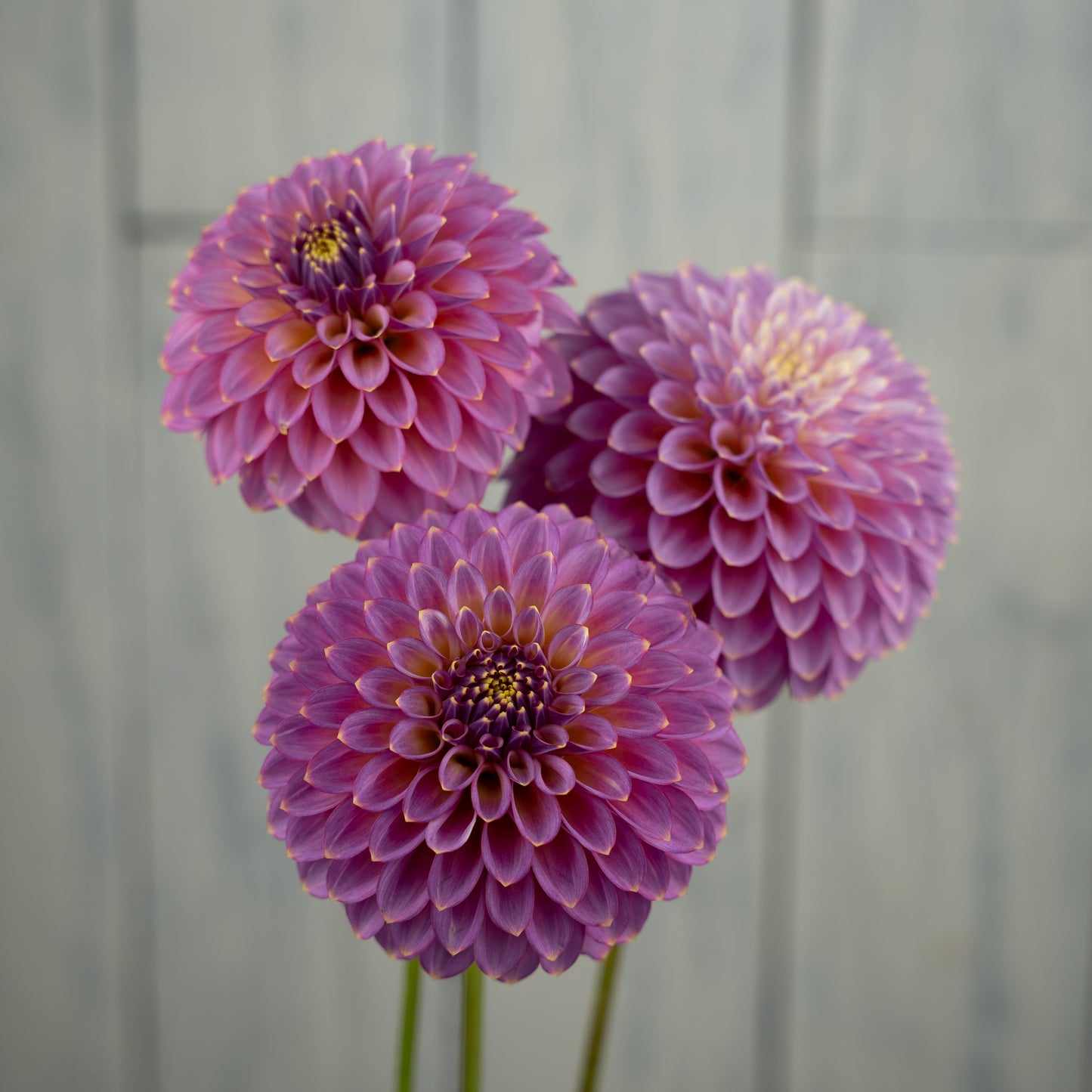 Skipley Spot of Gold Dahlia Tuber